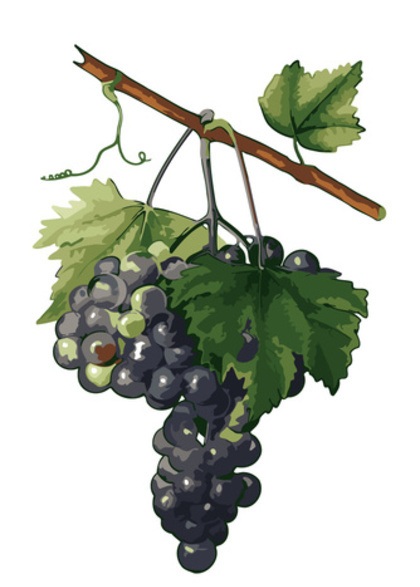 Portwein und andere Weine der Touriga Traube bei Vinatis online kaufen.
